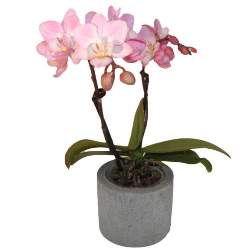 Ronde bloempot van beton